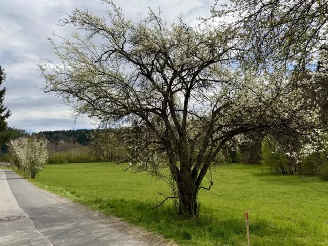 Grundstück kaufen in Andritz, Graz