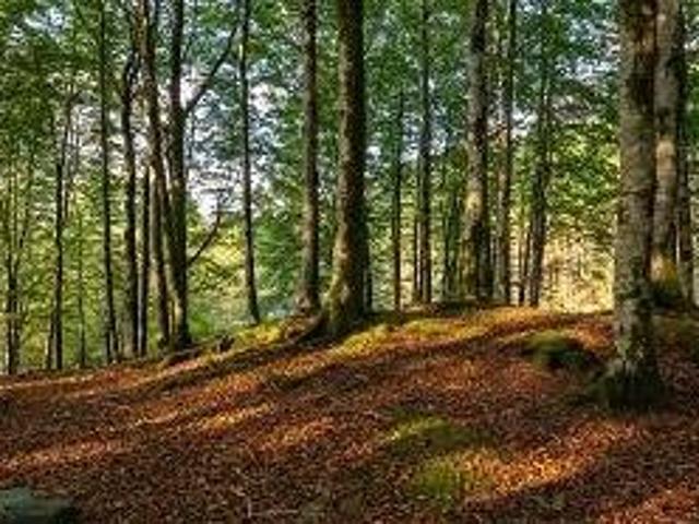 Grundstück kaufen in Kukmirn, Burgenland