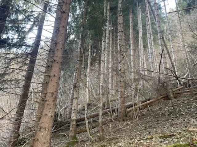 Grundstück kaufen in Laßnitz bei Murau, Steiermark