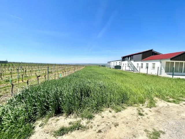 Grundstück kaufen in Neusiedl am See, Burgenland