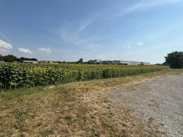 Grundstück kaufen in Neusiedl am See, Burgenland