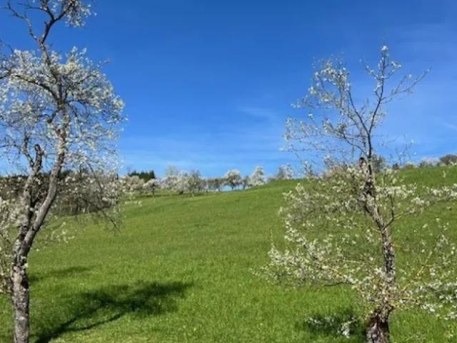 Grundstück kaufen in Oberndorf an der Melk, Niederösterreich