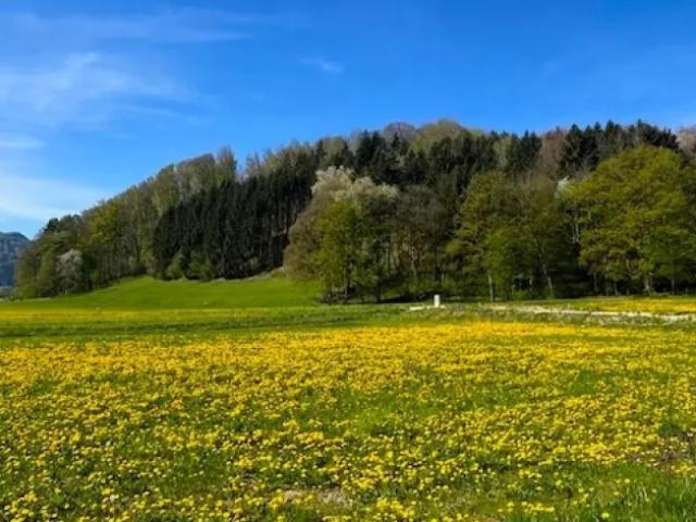 Grundstück kaufen in Oberndorf an der Melk, Niederösterreich