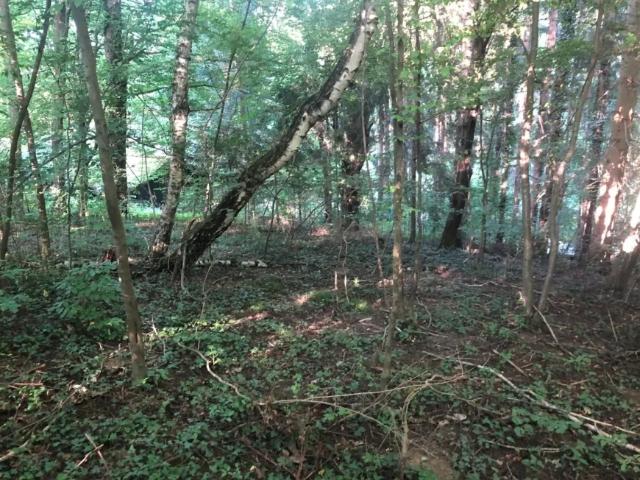 Grundstück kaufen in Pressbaum, Niederösterreich