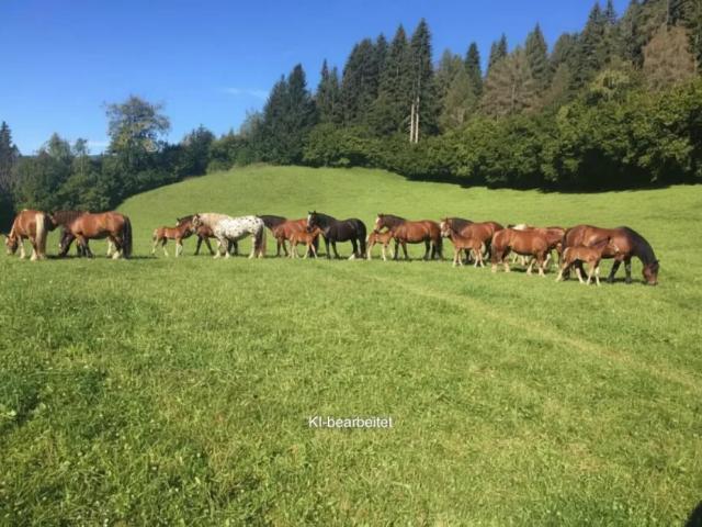 Grundstück kaufen in St. Georgen ob Judenburg, Steiermark