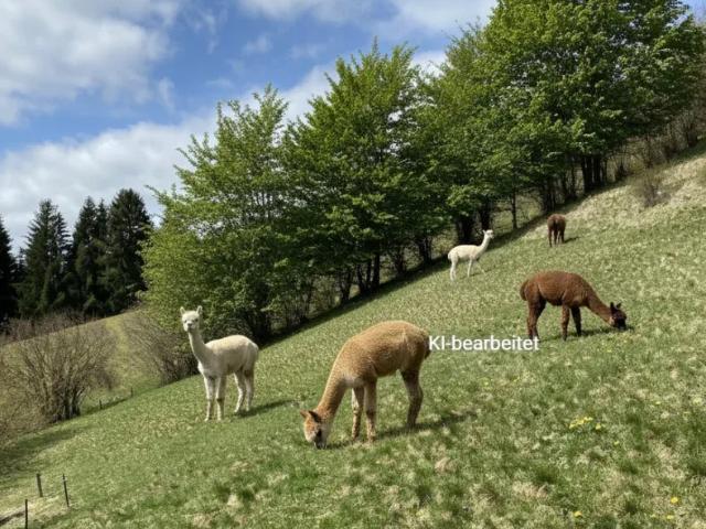 Grundstück kaufen in St. Georgen ob Judenburg, Steiermark
