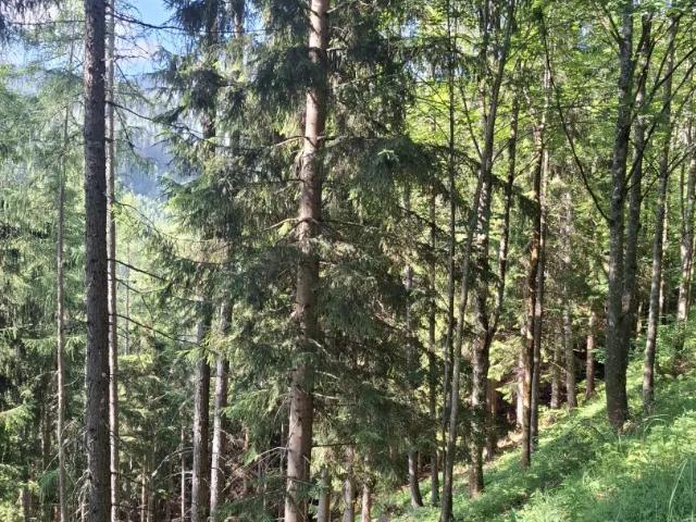 Grundstück kaufen in Steiermark