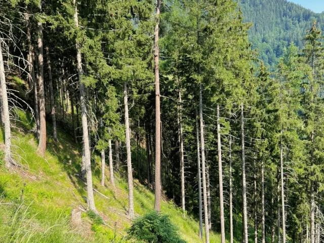 Grundstück kaufen in St. Michael in Obersteiermark, Steiermark