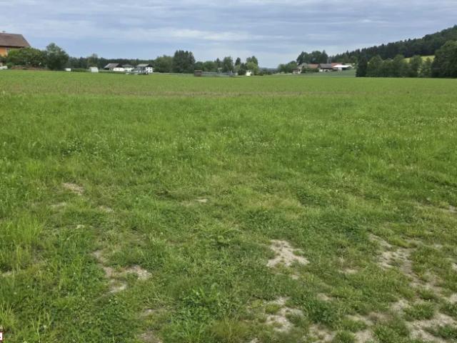 Grundstück kaufen in Schalchen, Oberösterreich