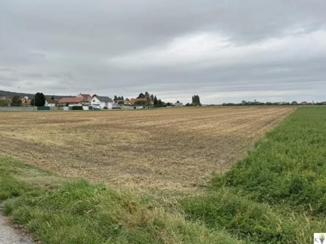 Grundstück kaufen in Sommerein, Niederösterreich