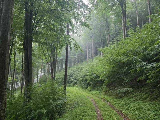 Grundstück kaufen in Umbach, Dunkelsteinerwald