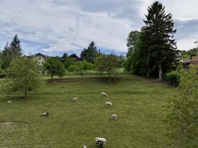 Grundstück kaufen in Würflach, Niederösterreich