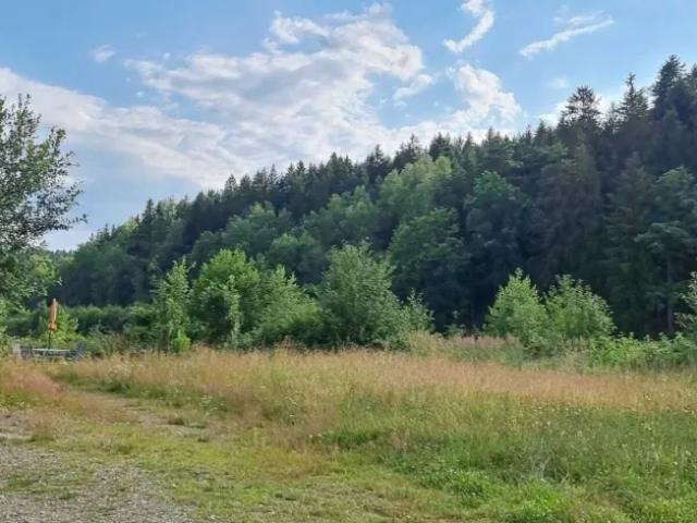 Immobilie kaufen in Litschau, Niederösterreich