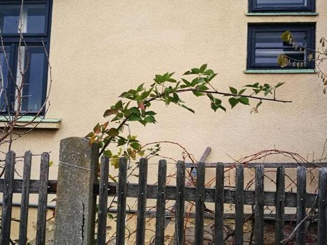 Haus mieten in Asparn an der Zaya, Niederösterreich