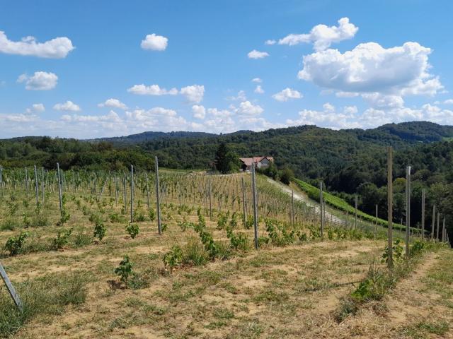 Grundstück kaufen in Gamlitz, Steiermark