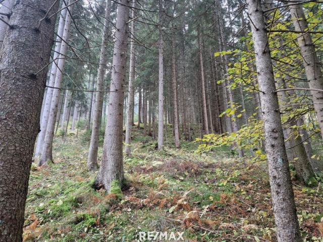 Landwirtschaft kaufen in Reichenfels, Kärnten