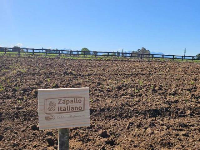 Ñiquén, Ultimas parcelas en verde pradera ñiquen 72505