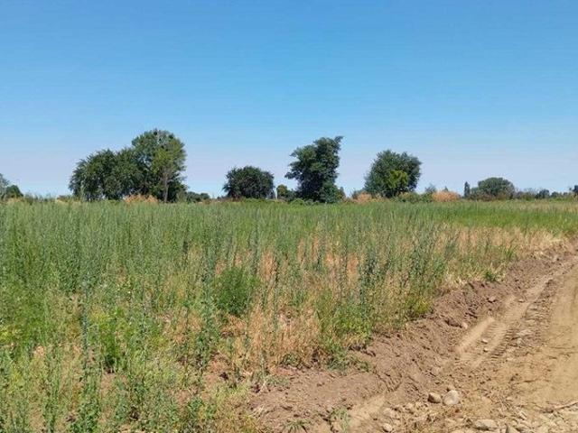 Ñiquén, Parcelas acceso a rio 92608